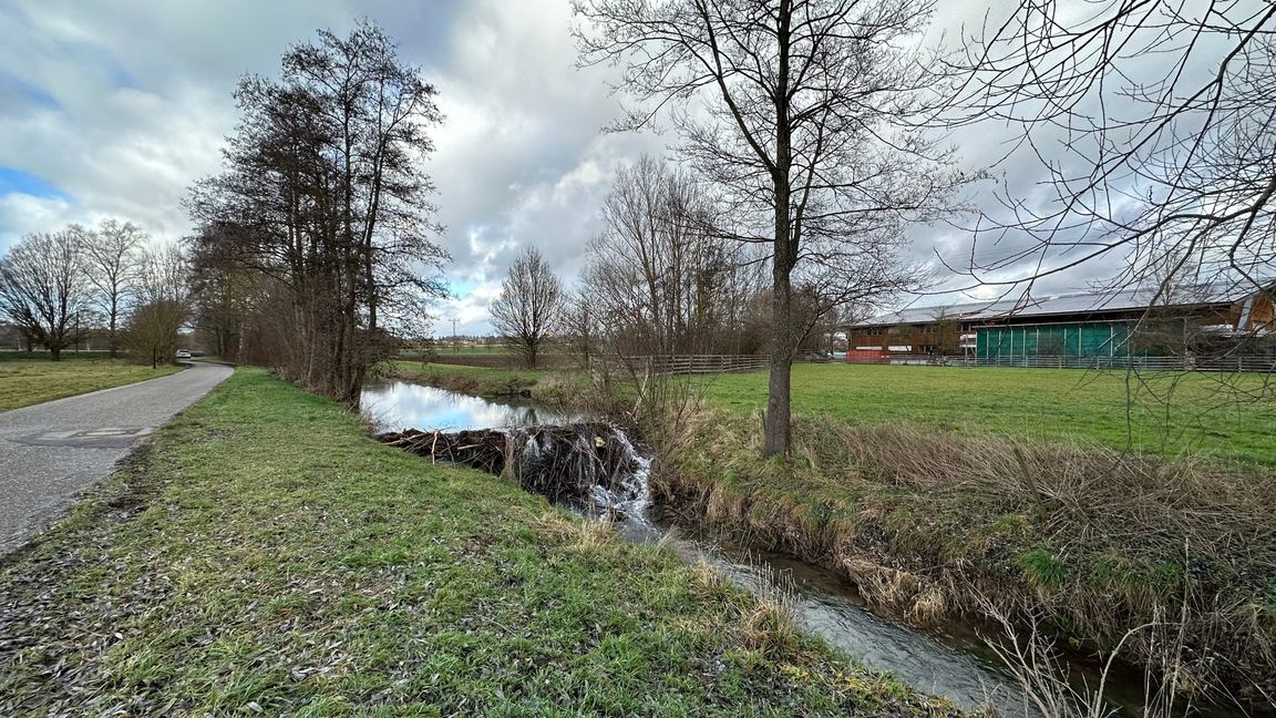 Hinter dem Gültsteiner Sägewerk hat der Biber einen Damm gebaut. Bild: Weyhmüller