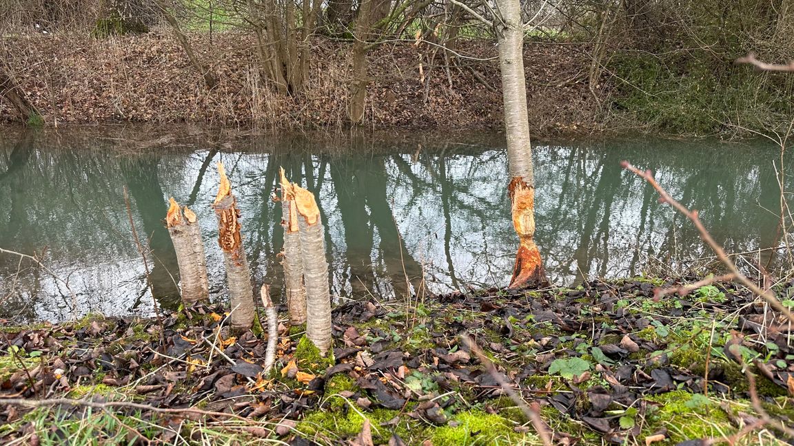 Oberhalb des Damms sind zahlreiche Bäüme vom Biber angenagt worden. Bild: Weyhmüller