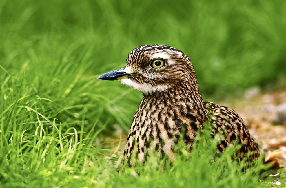 Der Triel galt in Baden-Württemberg als ausgestorben, nun leben wieder einige Brutpaare am Oberrhein. Er bleibt aber weiter extrem selten.