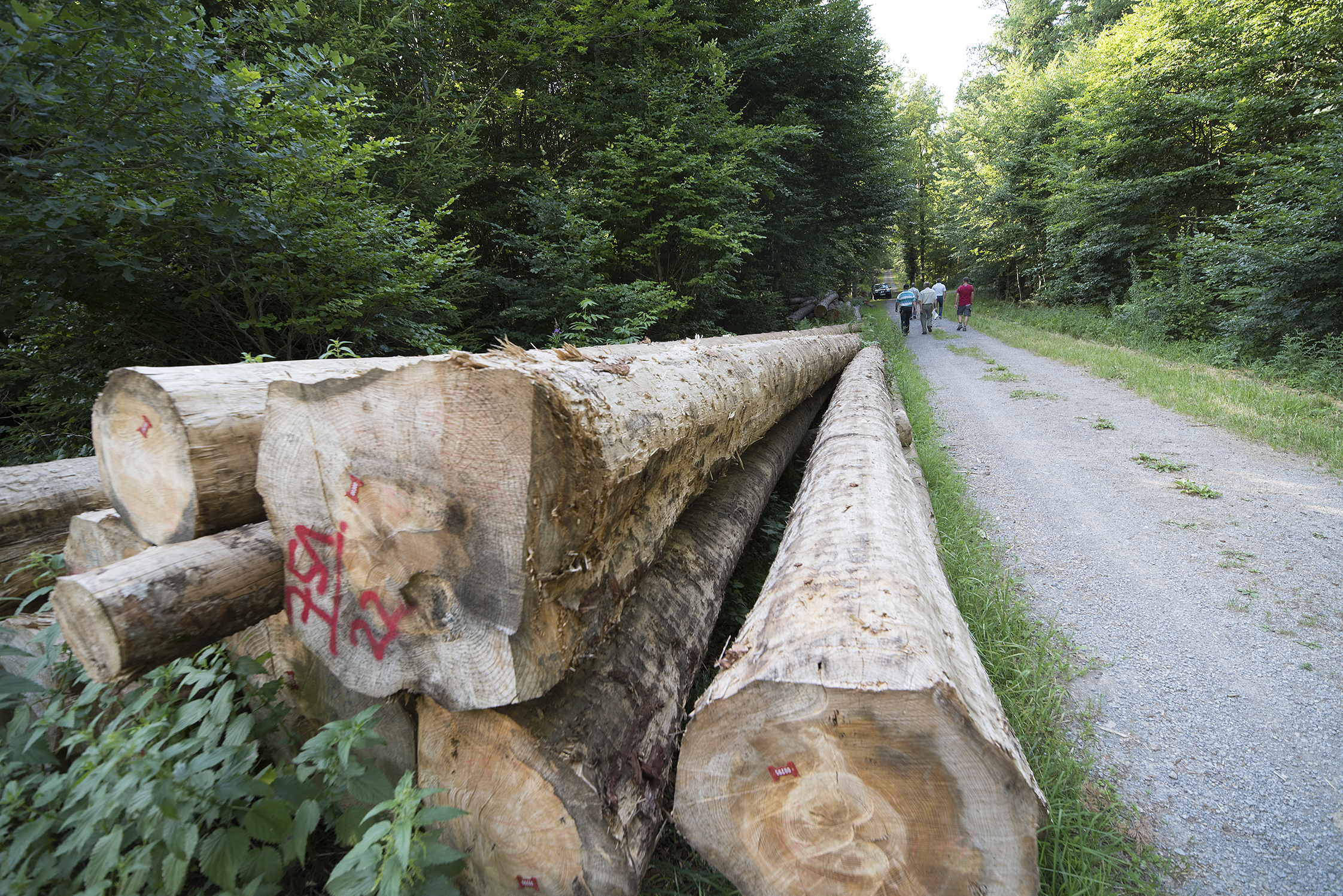 In Aidlingen wurde im vergangenen Jahr viel weniger Holz geschlagen, als ursprünglich geplant. Bild: Richter