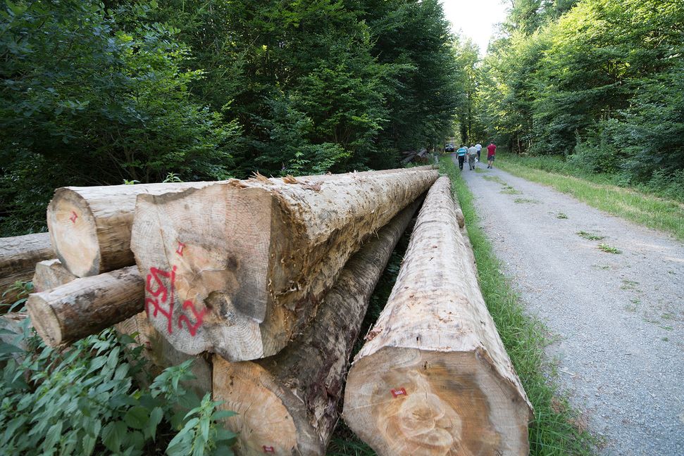 In Aidlingen wurde im vergangenen Jahr viel weniger Holz geschlagen, als ursprünglich geplant. Bild: Richter