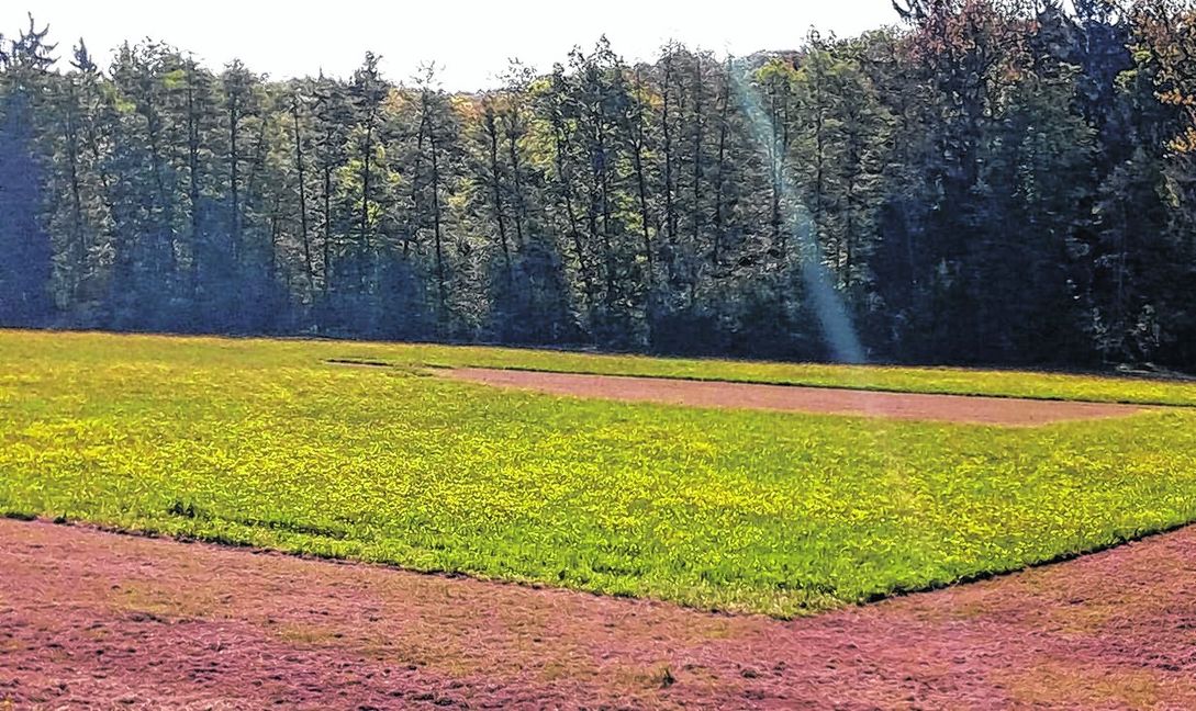 Vor der Blüte wurde im Magstadter Naturschutzgebiet Hölzertal eine Wiese gemulcht. Bild: Jung