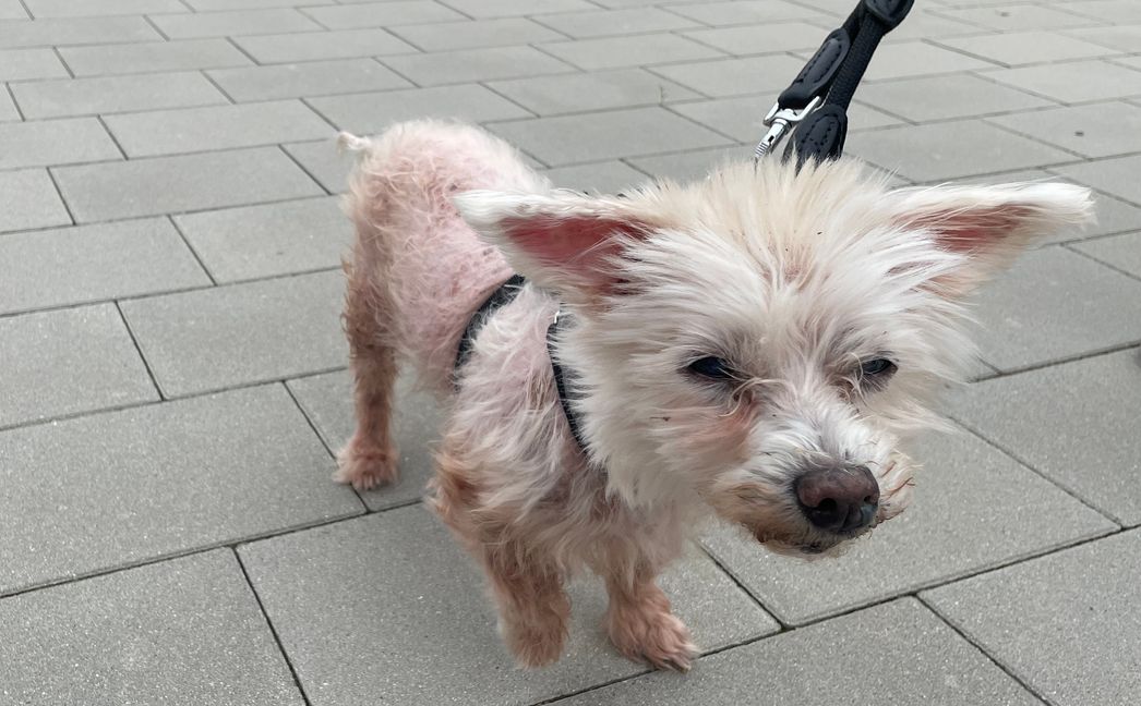 Ginny ist 17 Jahre alt und wurde an einer Raststätte ausgesetzt.