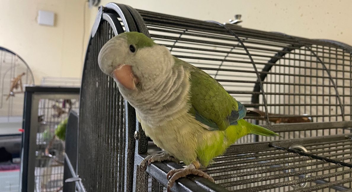 Buddy ist ein Mönchssittich - er interessiert sich sehr für seine Umgebung, ist ein witziges, aber auch freches Kerlchen. Vor allem Kleintiere wie Vögel werden häufig ausgesetzt. Bilder: Gospodarczyk