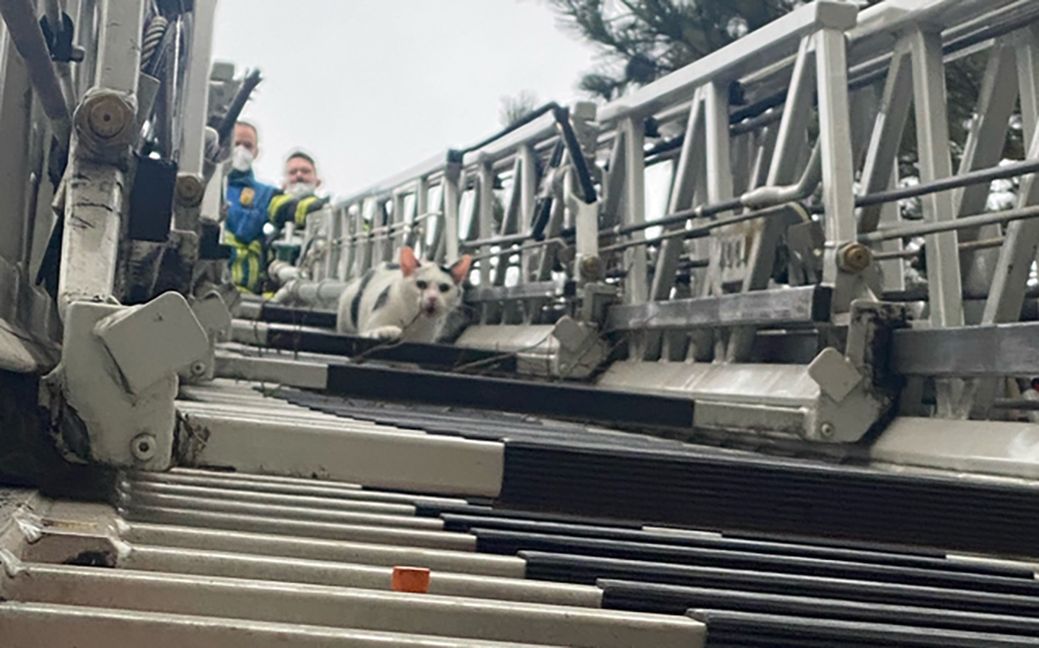 Tierische Rettung im Hinterweil. Über die Drehleiter der Feuerwehr rettete sich die Katze selbst. Bild: Feuerwehr Sindelfingen