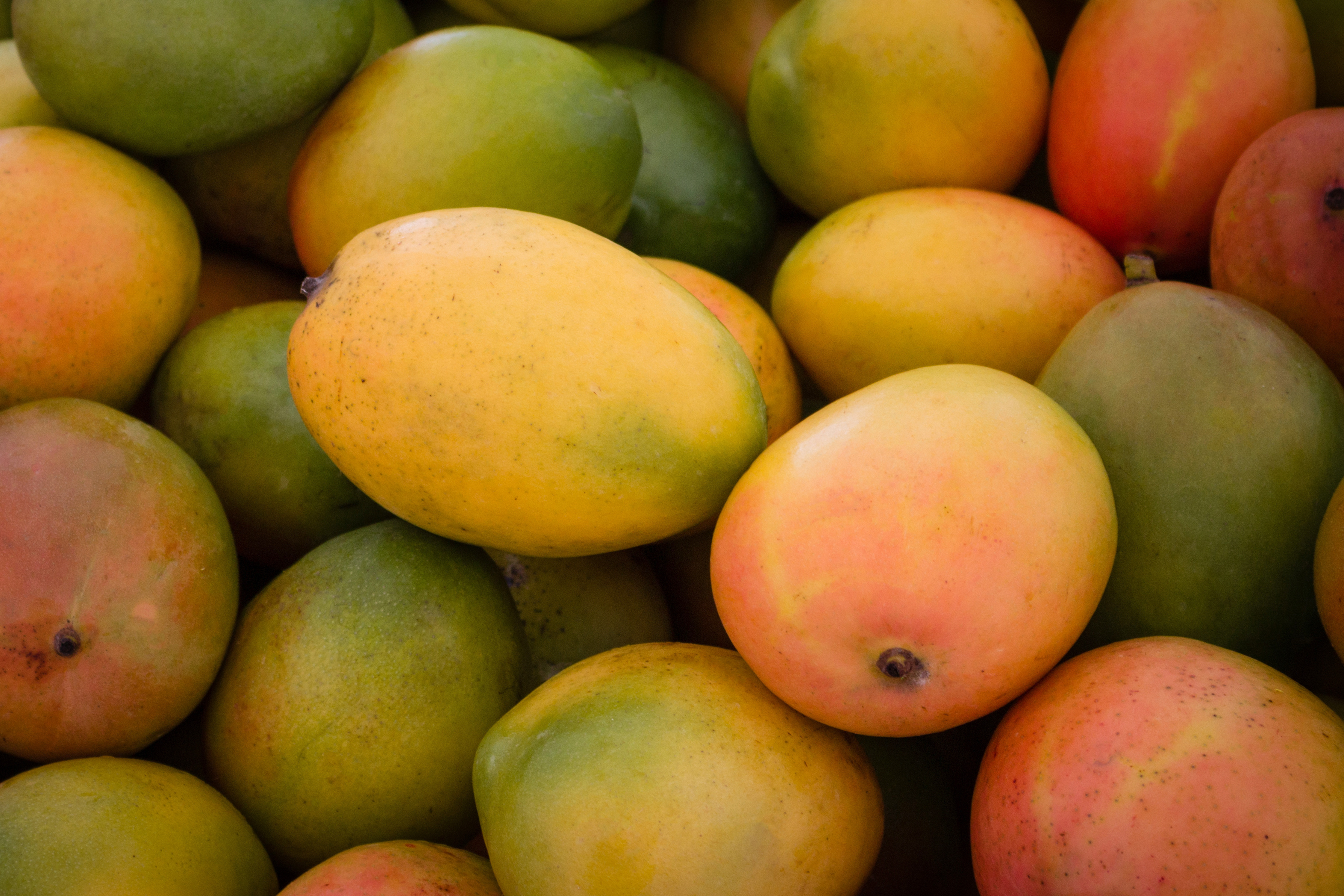 Am 4.Mai beginnt im Kreis Böblingen der Mango-Verkauf. Bild: z