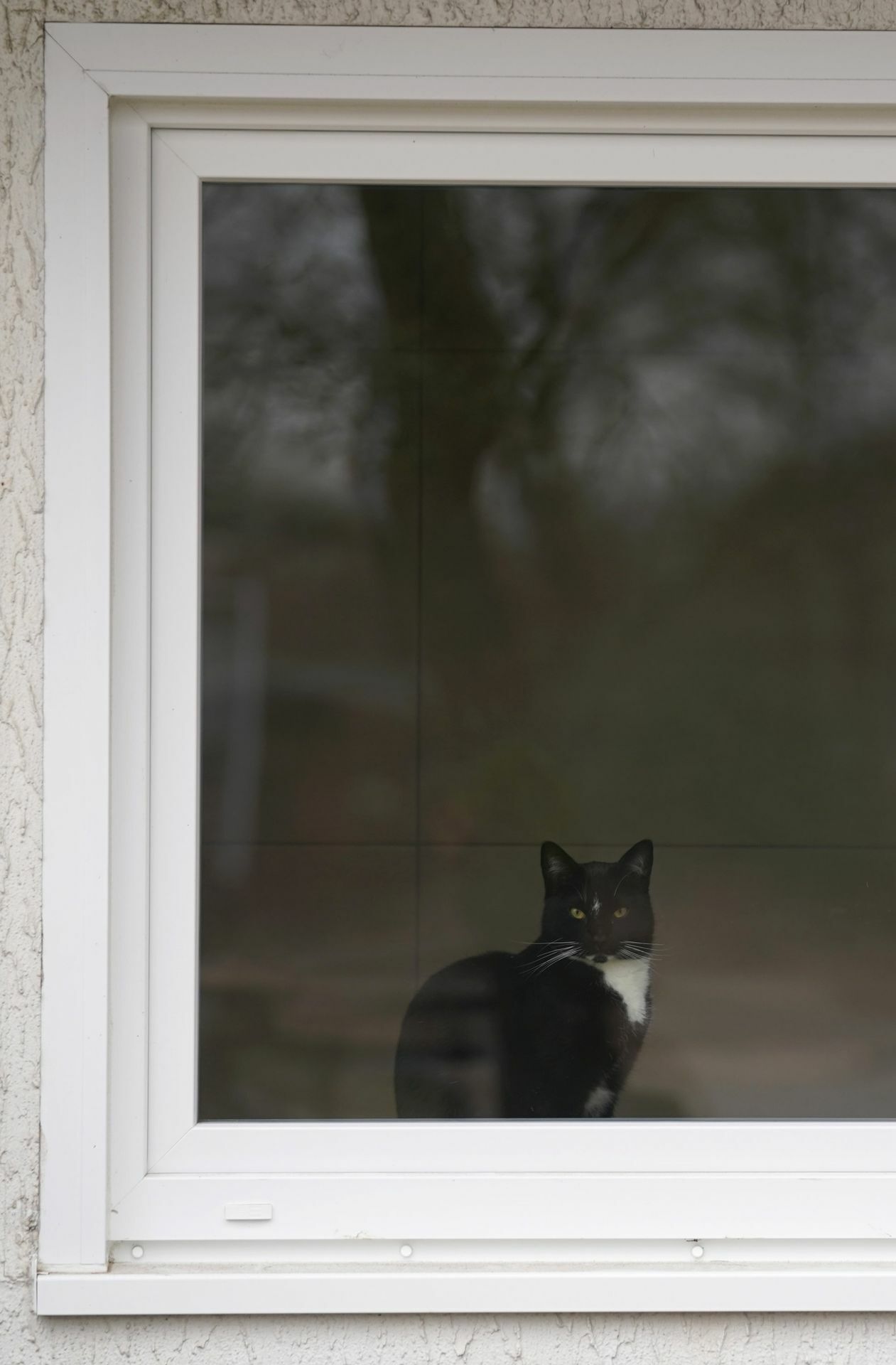 Dann sind sie eine leichte Beute für Katzen. Die mussten in Walldorf deshalb drei Monate lang in den Häusern bleiben.