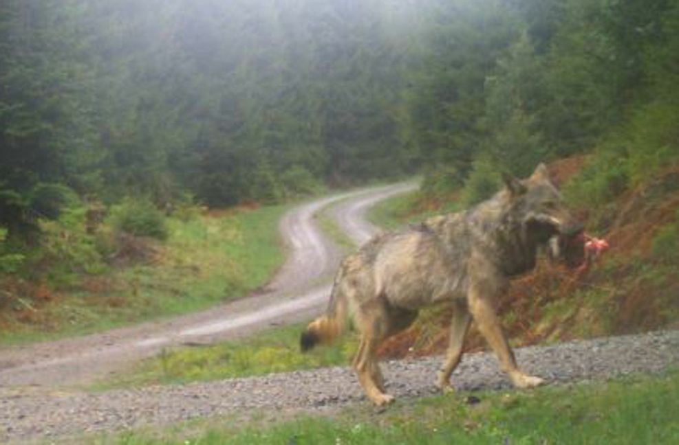 Der Wolf GW852m