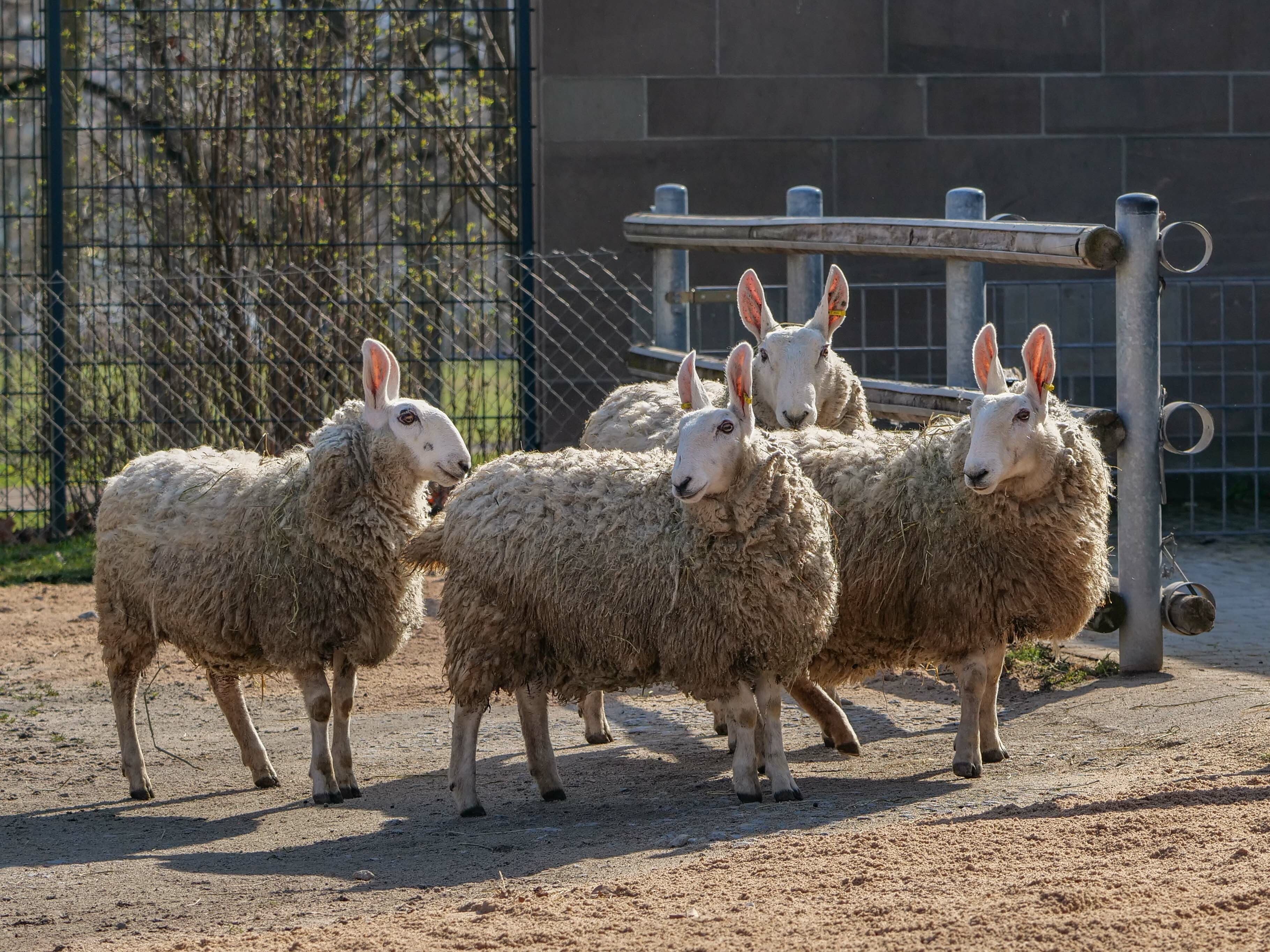 Die neu in die Wilhelma in Stuttgart aufgenommenen Border-Leicester-Schafe haben durch ihre markanten weißen Gesichter und die Stehohren ein unverwechselbares Aussehen. Ihr Kopf erinnert allerdings viele an Osterhasen.