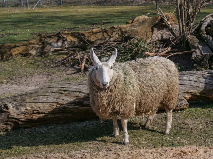 Die neu in die Wilhelma in Stuttgart aufgenommenen Border-Leicester-Schafe haben durch ihre markanten weißen Gesichter und die Stehohren ein unverwechselbares Aussehen. Ihr Kopf erinnert allerdings viele an Osterhasen.