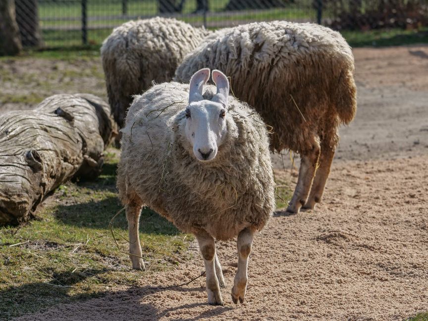 Die neu in die Wilhelma in Stuttgart aufgenommenen Border-Leicester-Schafe haben durch ihre markanten weißen Gesichter und die Stehohren ein unverwechselbares Aussehen. Ihr Kopf erinnert allerdings viele an Osterhasen.