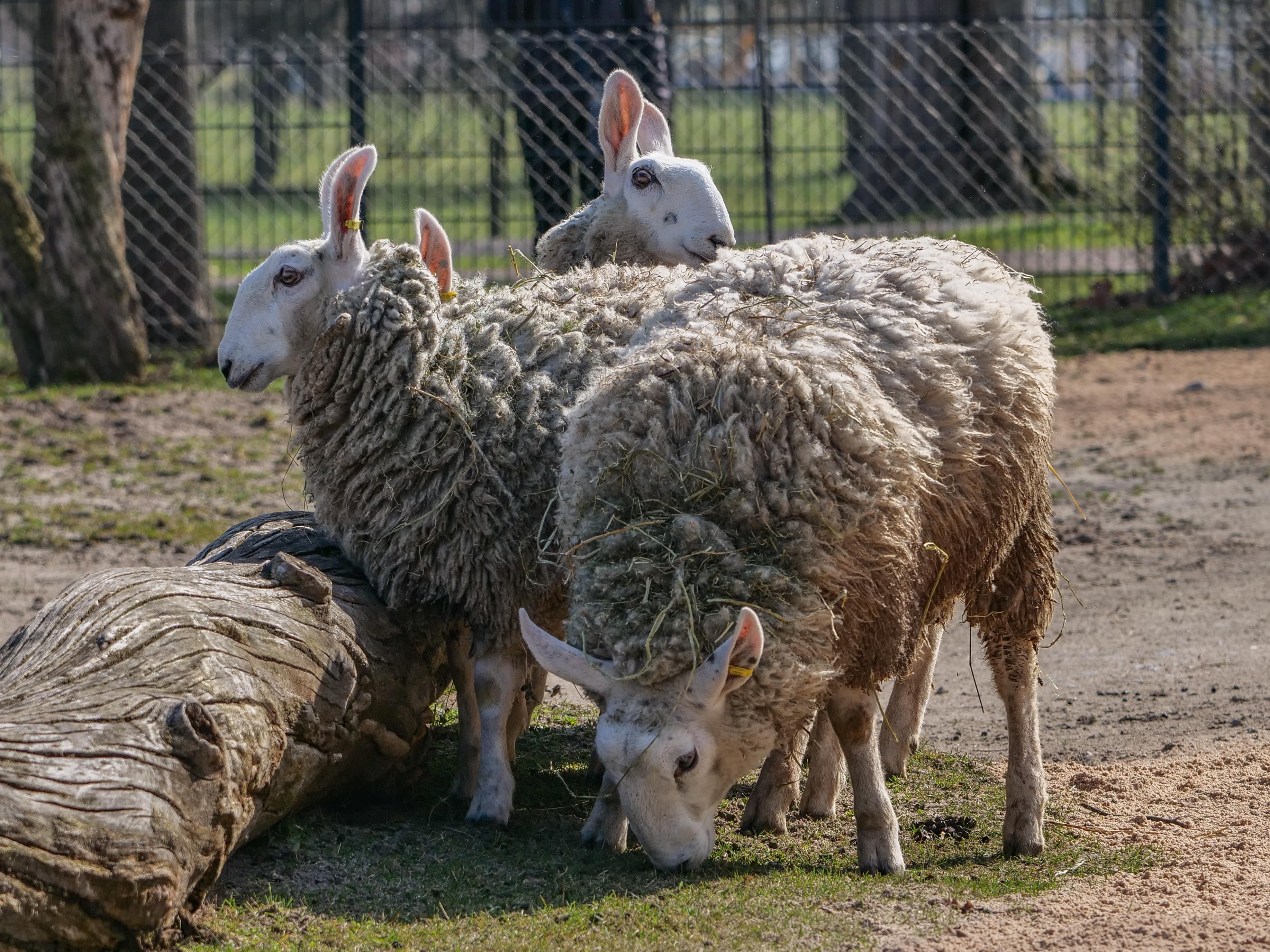 Die neu in die Wilhelma in Stuttgart aufgenommenen Border-Leicester-Schafe haben durch ihre markanten weißen Gesichter und die Stehohren ein unverwechselbares Aussehen. Ihr Kopf erinnert allerdings viele an Osterhasen.