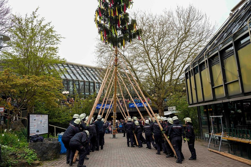 Ein vertrautes Bild, doch immer wieder beeindruckend: Die Maichinger Feuerwehrabteilung stellt den Maibaum mit schierer Muskelkraft.   Bild: Dettenmeyer
