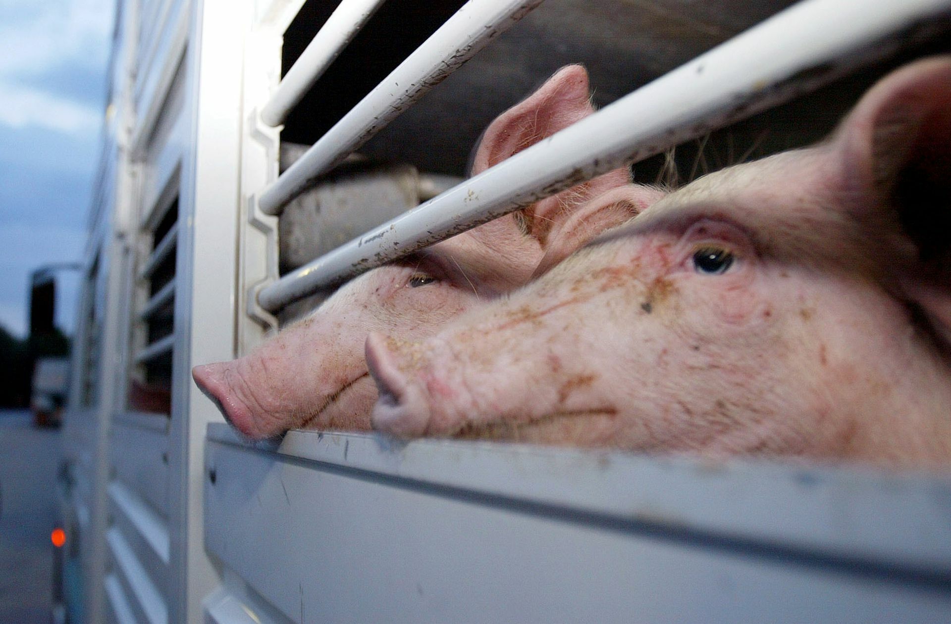 Allein 37 Millionen Schweine wurden im vergangenen Jahr in der EU transportiert.