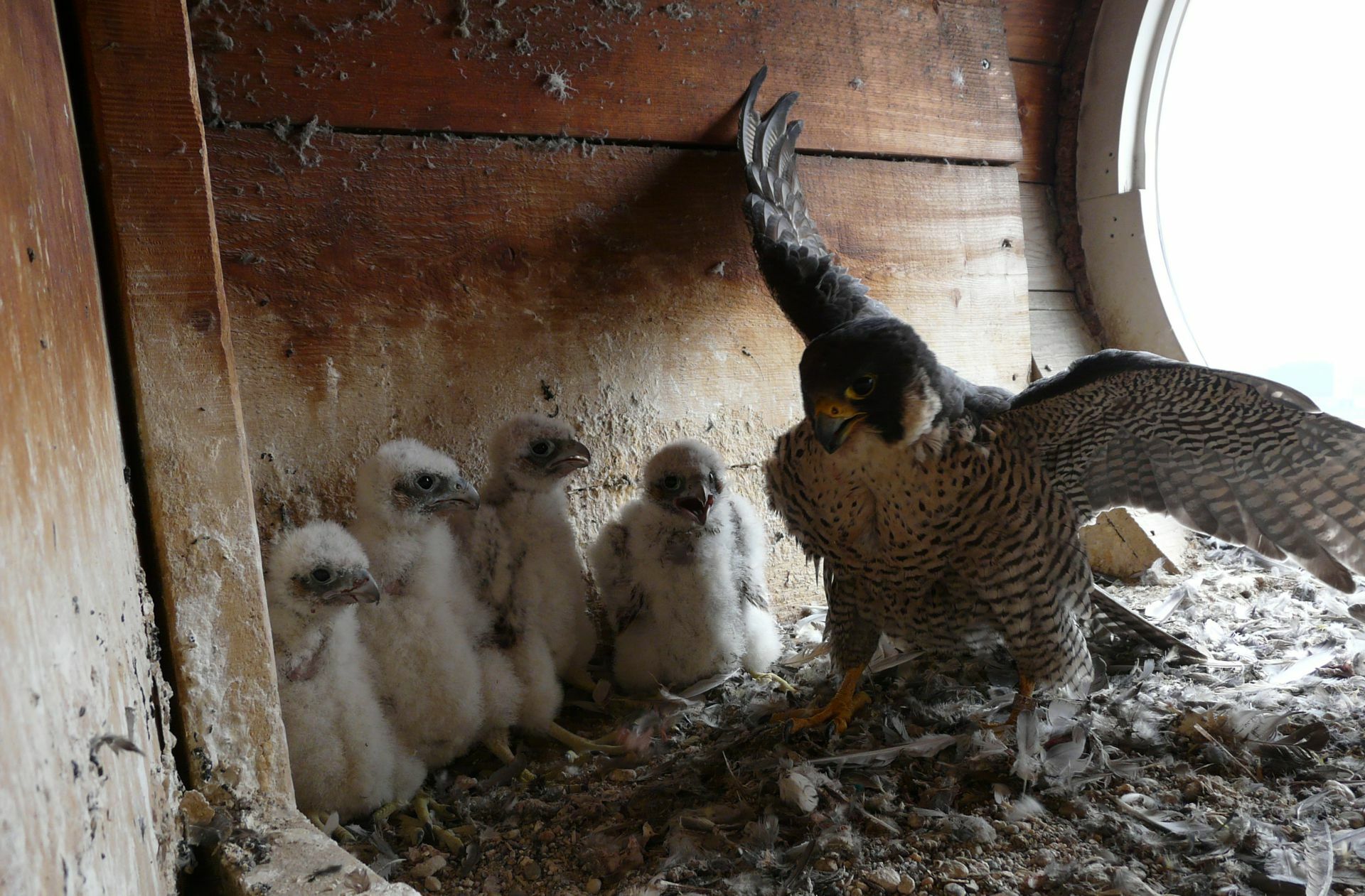 Mehrfach bekommen die Falken in in dem Kirchturm Nachwuchs ... Foto: Gerhard Rietschel