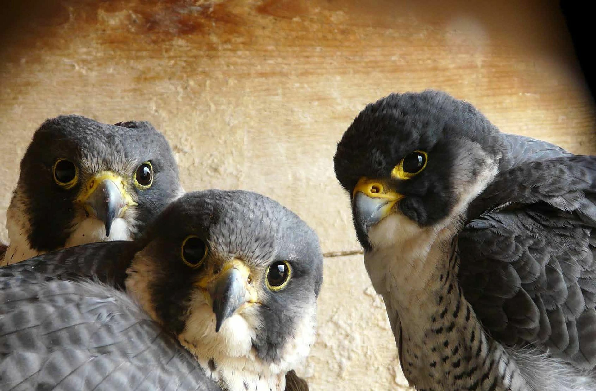 ... und ziehen ihn erfolgreich zu Jungtieren heran. Foto: Gerhard Rietschel