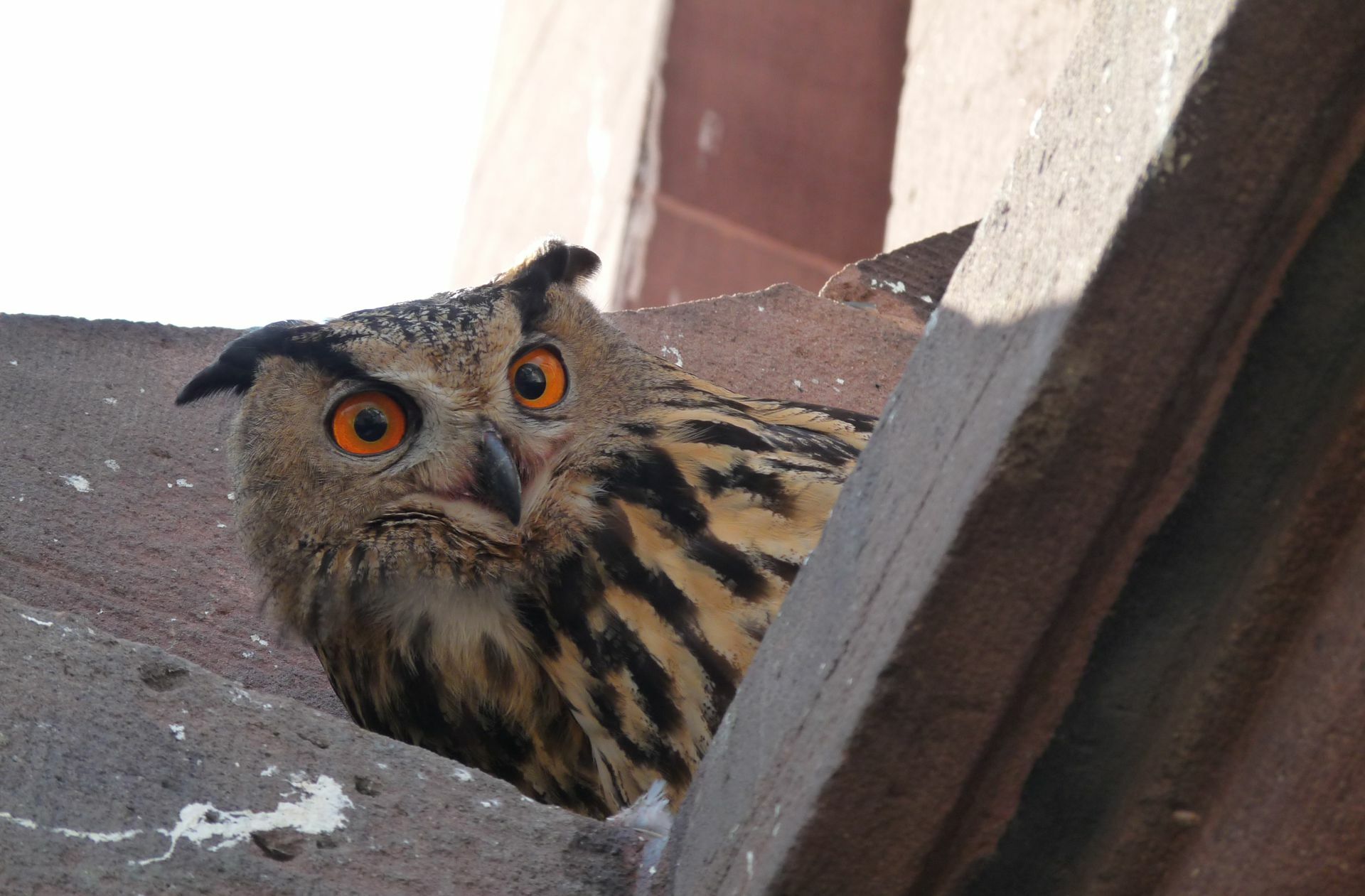 Anfang März vertrieben die Uhus die Falken von dem Nistplatz. Foto: Gerhard Rietschel