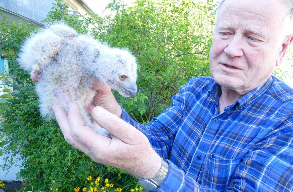 Von den drei Uhujungen hat nur eines überlebt. Gerhard Rietschel hat das hungrige und geschwächte Tier aus dem Horst genommen. Nun wird es in einer Auffangstation aufgezogen. Foto: Gerhard Rietschel