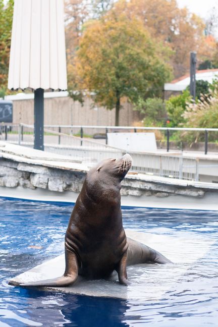 Am Montag, 11. November, zogen die Kalifornischen Seelöwen der Wilhelma in Stuttgart wieder in ihr angestammtes Becken vor dem Aquarium. Haremschef Unesco entspannte gleich auf der neuen Liegefläche.
