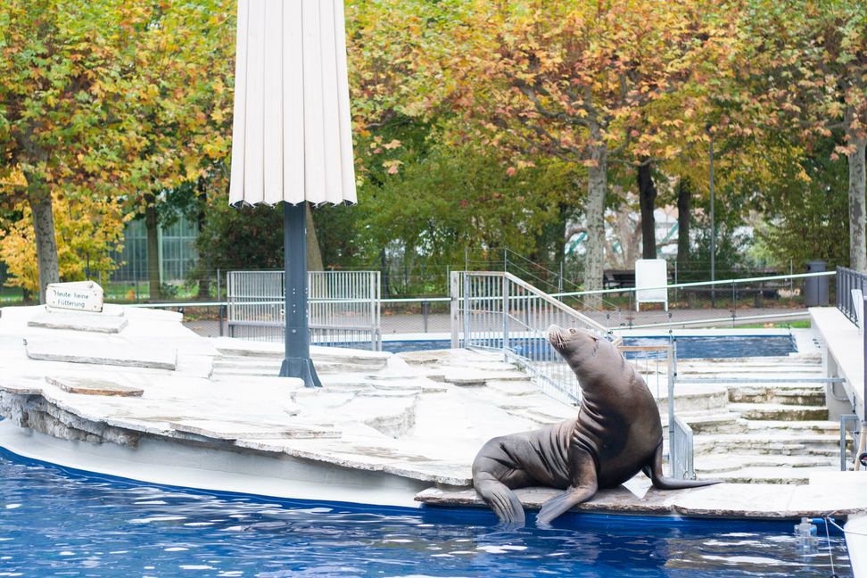 Am Montag, 11. November, zogen die Kalifornischen Seelöwen der Wilhelma in Stuttgart wieder in ihr angestammtes Becken vor dem Aquarium. Bulle Unesco fühlte sich auf der erneuerten Anlage gleich wieder wie zu Hause.