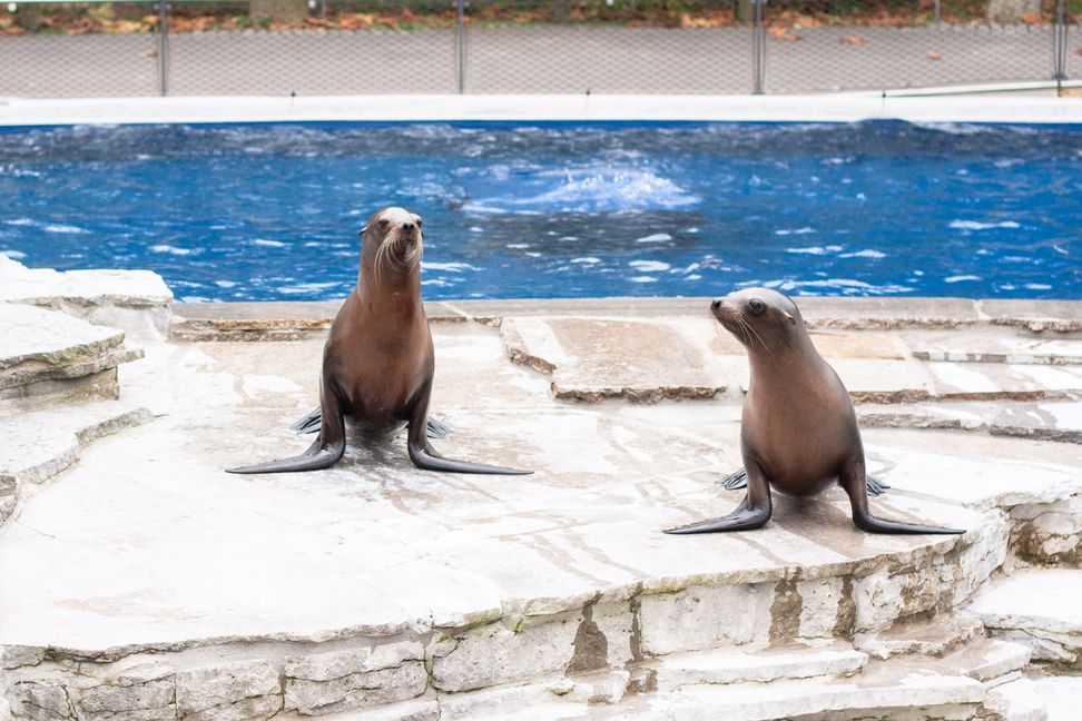 Am Montag, 11. November, zogen die Kalifornischen Seelöwen der Wilhelma in Stuttgart wieder in ihr angestammtes Becken vor dem Aquarium. Evi und Fiete erkundeten neugierig die sanierte Felseninsel.