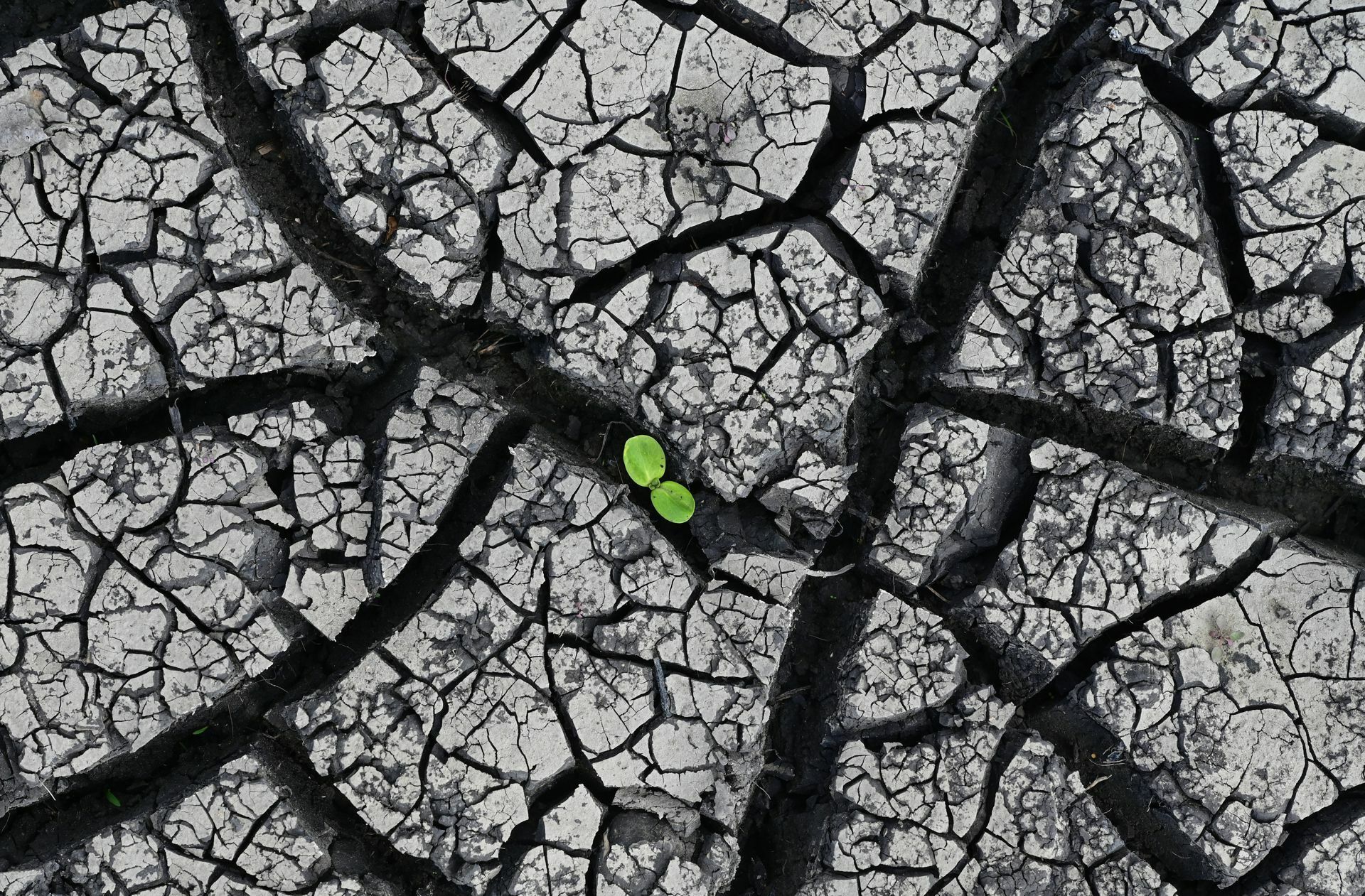 Längere Dürreperioden, mehr Hitzetage: Der Klimawandel hat Auswirkungen auch für die Land- und Forstwirtschaft in Baden-Württemberg.