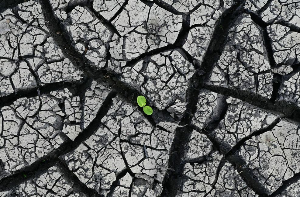 Längere Dürreperioden, mehr Hitzetage: Der Klimawandel hat Auswirkungen auch für die Land- und Forstwirtschaft in Baden-Württemberg.