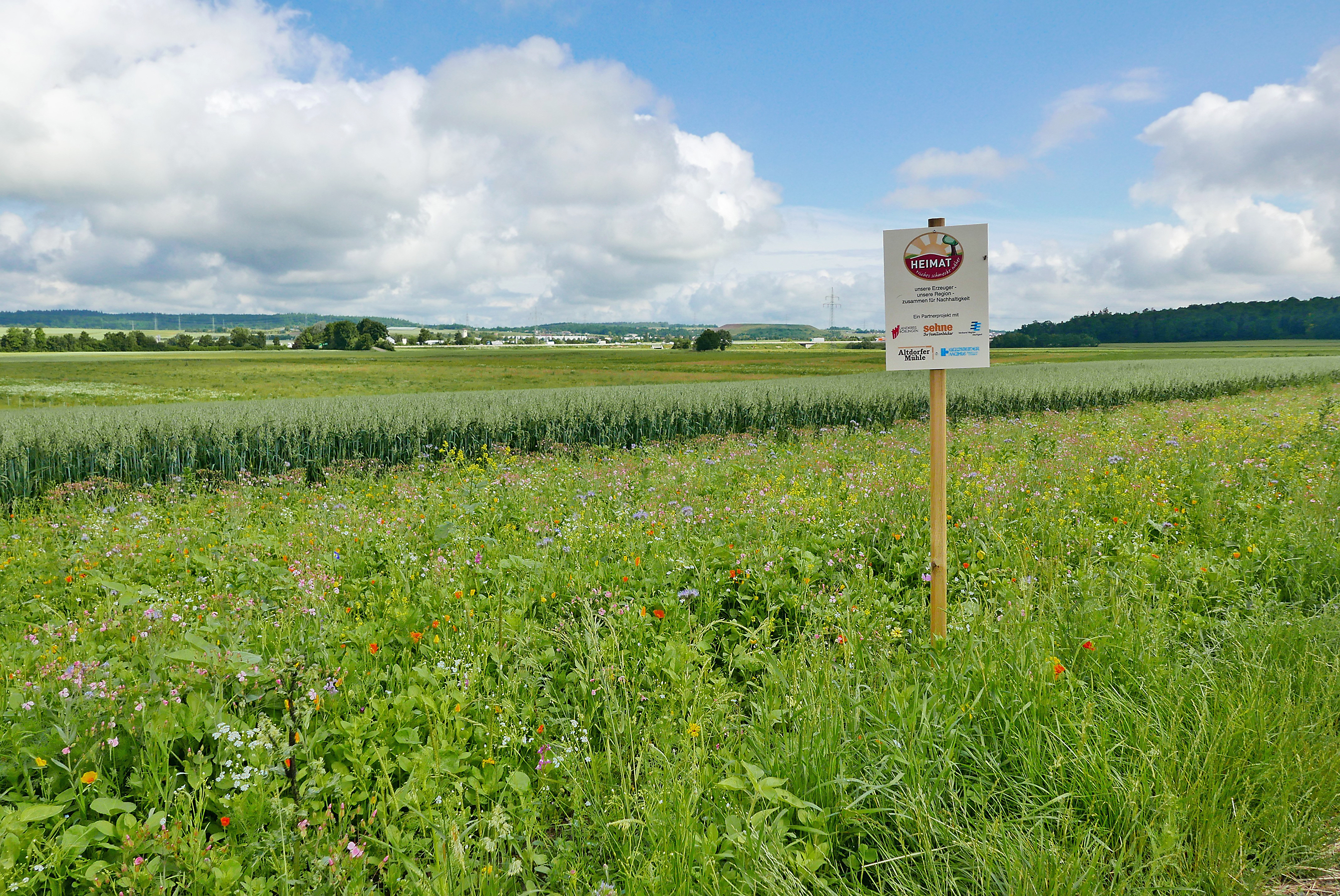 Am blühenden Ackerrandstreifen weist nun zwischen Ehningen und Rohrau das Heimatmarke-Schild auf das Projekt hin. Bild: Jung
