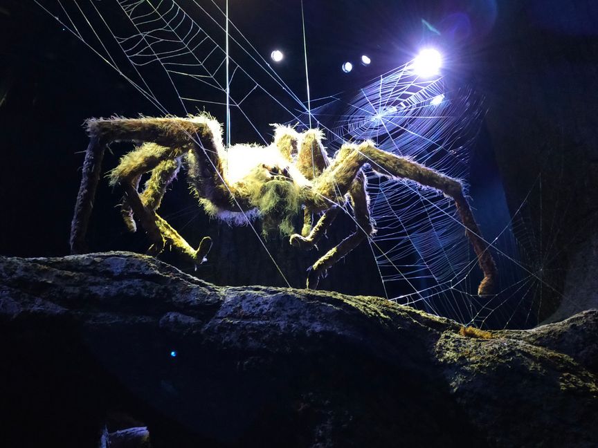 Pfui Spinne? Im Verbotenen Wald muss man auf der Hut sein.
