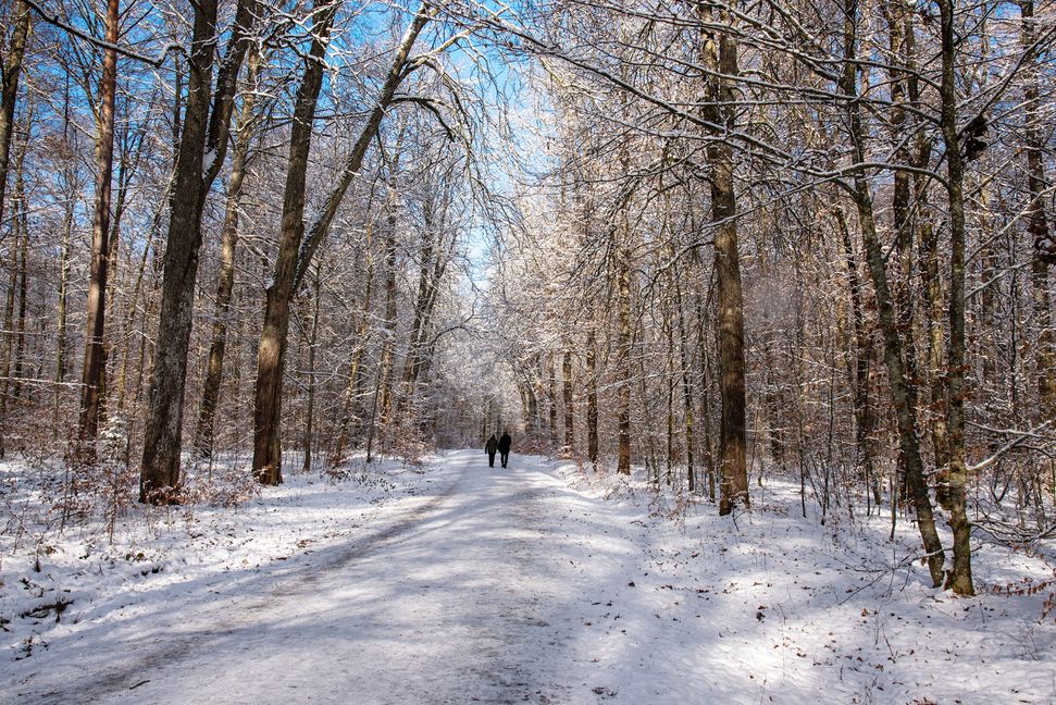 Gemeinsam und trotzdem einsam im Wald unterwegs sein, dass ist mit einwenig Kreativität möglich.
   Bild: Nüßle/drubig-photo/Adobe Stock