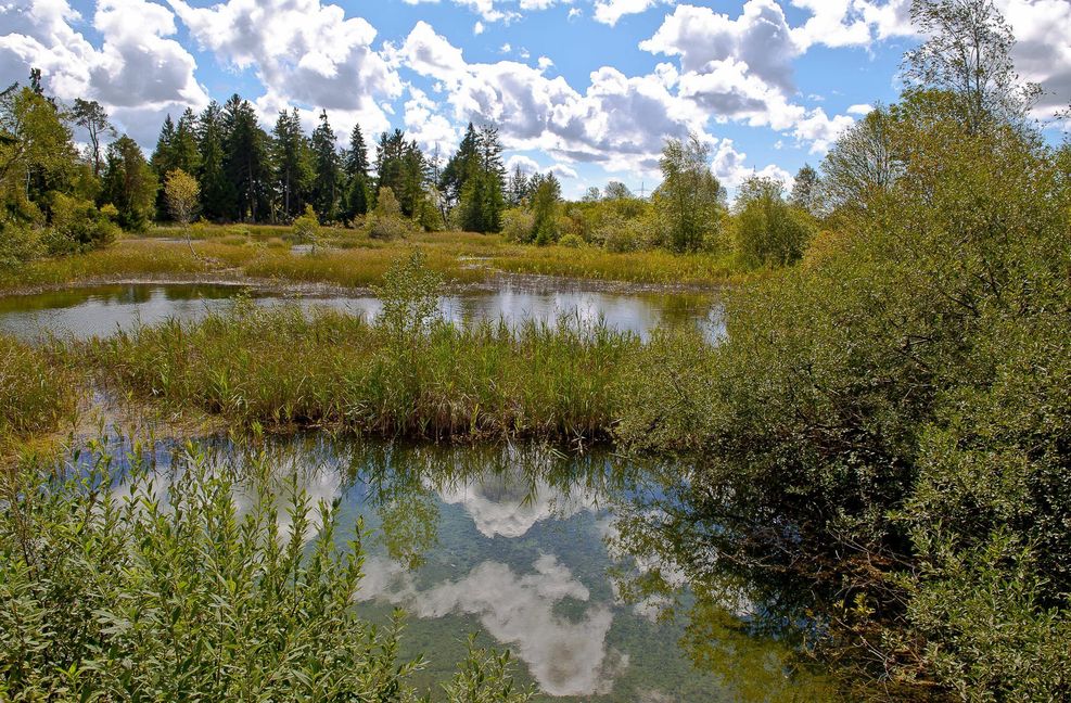 Das Wurzacher Ried bei Bad Wurzach ist eines der größten Moorgebiete in Baden-Württemberg.