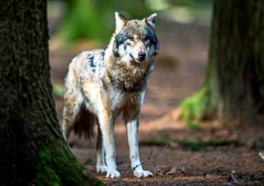 Die aktuelle Rätselfrage dreht sich um den Wolf.