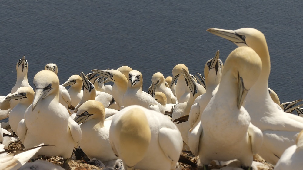 Basstölpel auf Helgoland.    Bild: Deininger