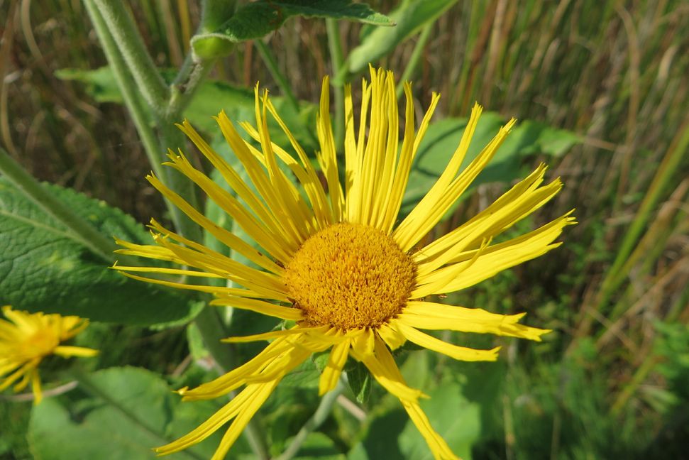Bild: Sischka