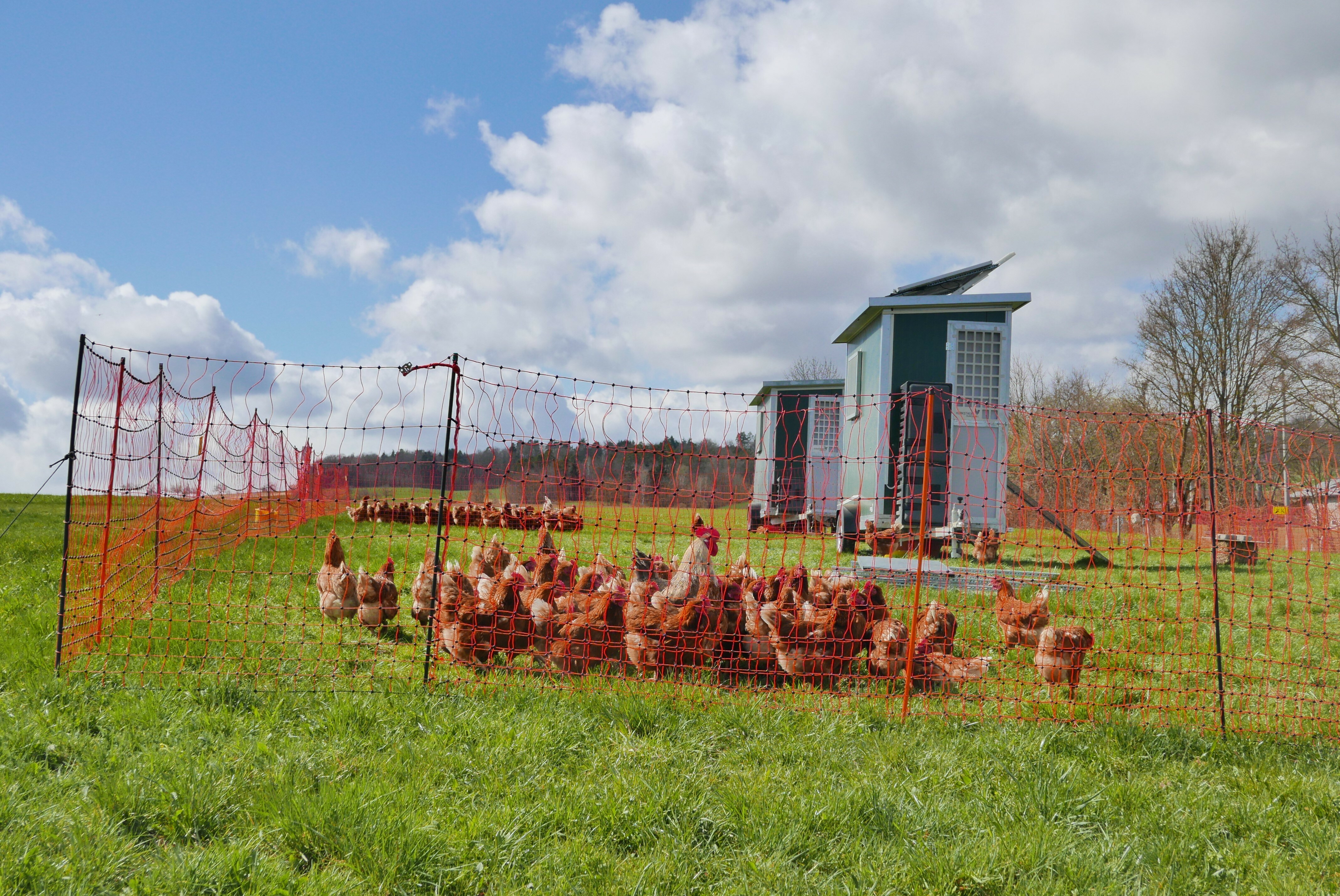 Außerhalb des Sperrbezirks dürfen die Hühner auch im Freiland scharren. Bilder: jung