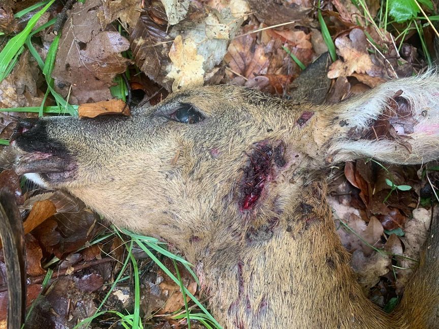 Gejagt, gehetzt und zu Tode gebissen - eines der Rehe im Böblinger Stadtwald. Bild: z