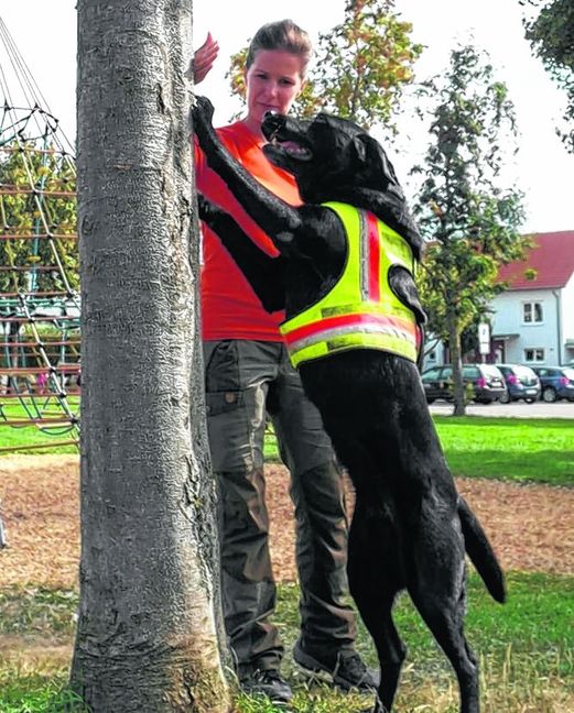 Nur kurz muss der von Nina Pfarr geführte Labrador Retriever Emily of Owl Forest schnüffeln, um festzustellen, ob sich an einem Baum in letzter Zeit ein Asiatischer Laubholzbockkäfer zu schaffen gemacht hat.  Bild: Staber