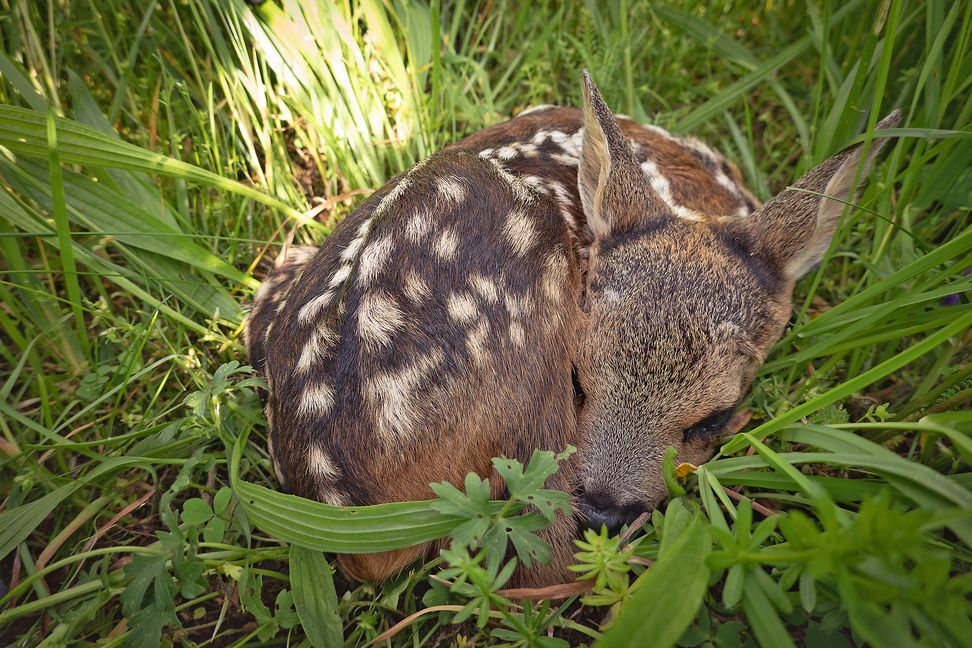 Bei drohender Gefahr duckt sich das Rehkitz so tief wie möglich auf den Boden. Bild: z