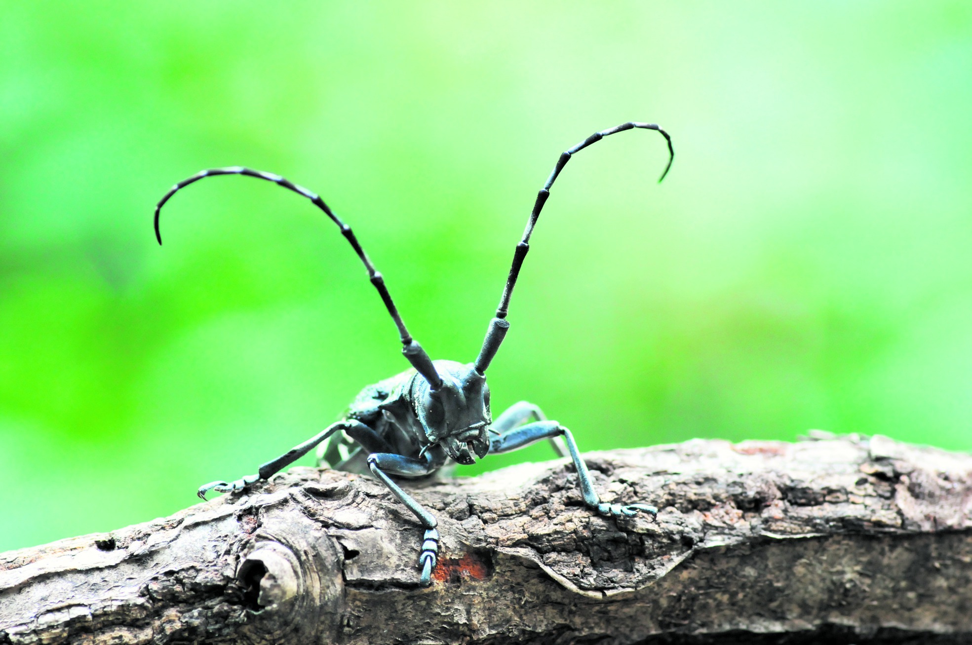 Ein Asiatischer Laubholzbockkäfer. Bild: dreamnikon/Adobe Stock