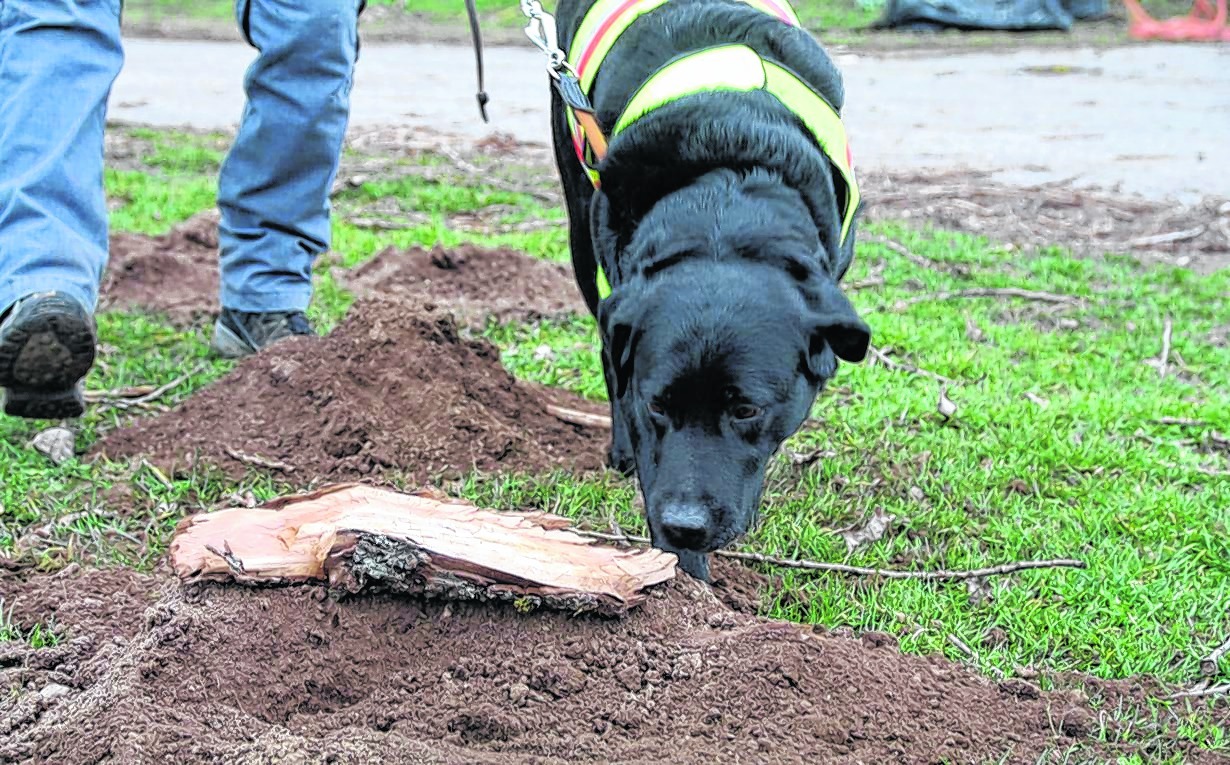 Kurz geschnuppert und dann links liegen gelassen – Spürhund Emily hat keinen Käferduft entdeckt. Bild: Jung