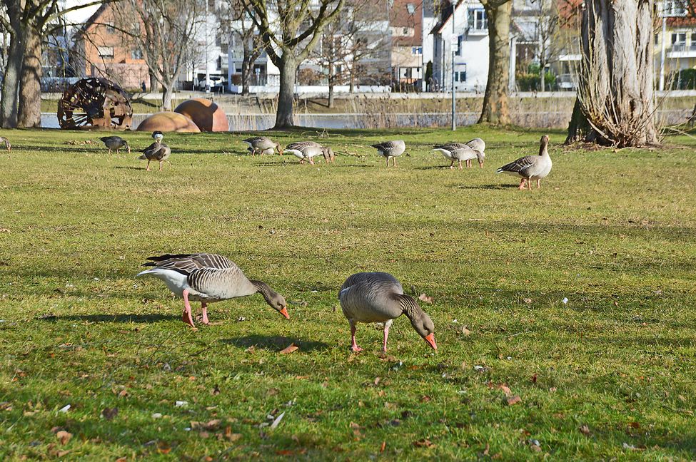Die großen Wiesenflächen am Oberen See in Böblingen sind für die Graugänse ideal zur Nahrungssuche.  Bild: Hamann/A