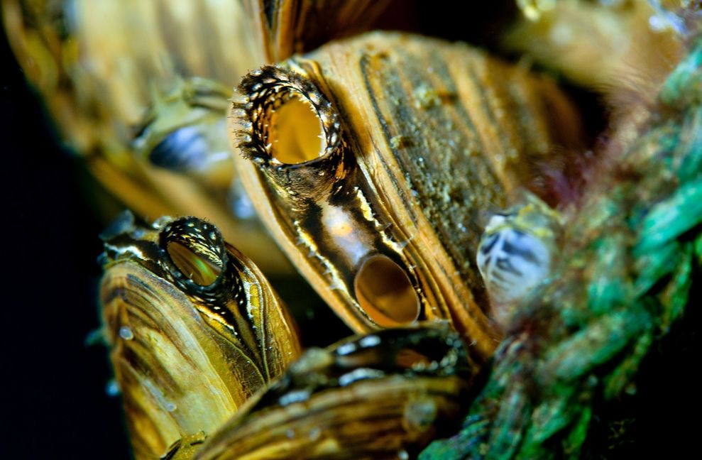 Kategorie Nah und Makro: Näher ran geht  nicht. Die kleine Muschel misst zwei Zentimeter. Ludwig Migl hält die kleinsten Details fest. Mit dem bloßen Auge sind sie nicht zu sehen sind. Auch dieses Bild ist nicht bearbeitet. Bild: Migl