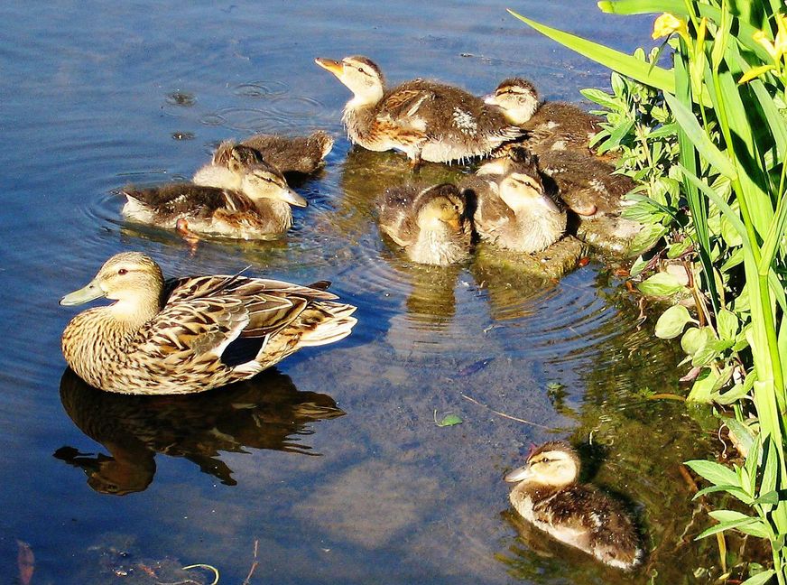 10.6.2006 enten sifi klostersee