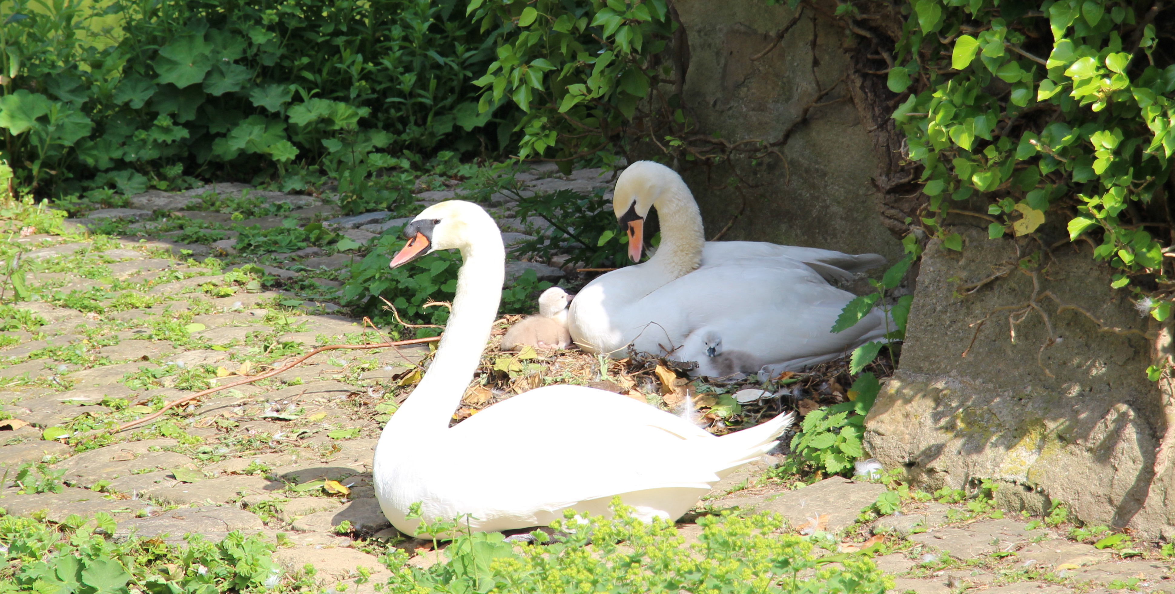 Schwanen-Papa Hänsel wacht über seine Famile, Mama Gretel hütet den Nachwuchs. Bild: z