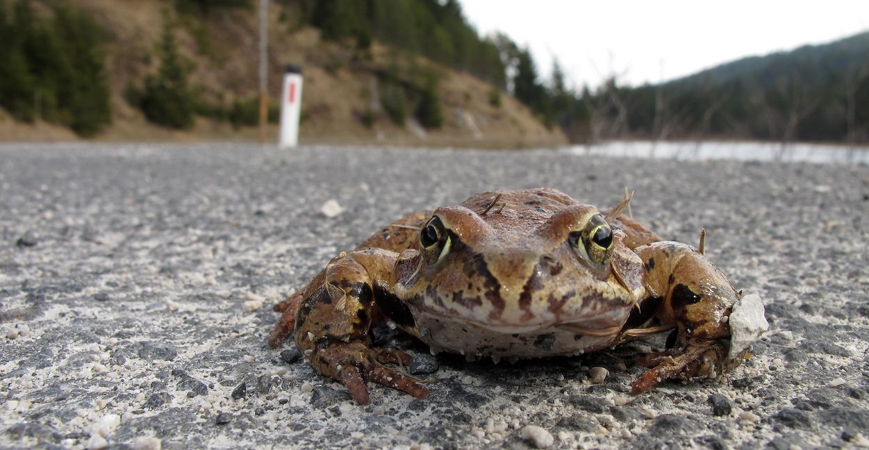 Frösche und Kröten werden bald wieder die Straßen überqueren.  ©Konstanze Gruber - stock.adobe.com