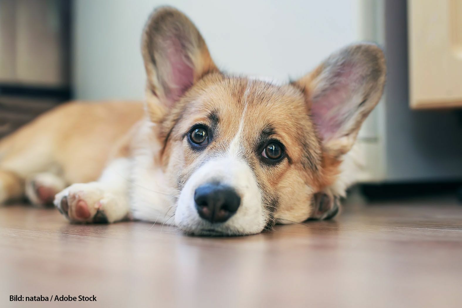 Hunde leiden noch mehr als Menschen unter der Hitze, da sie nicht schwitzen können.   Bild: nataba  / Adobe Stock