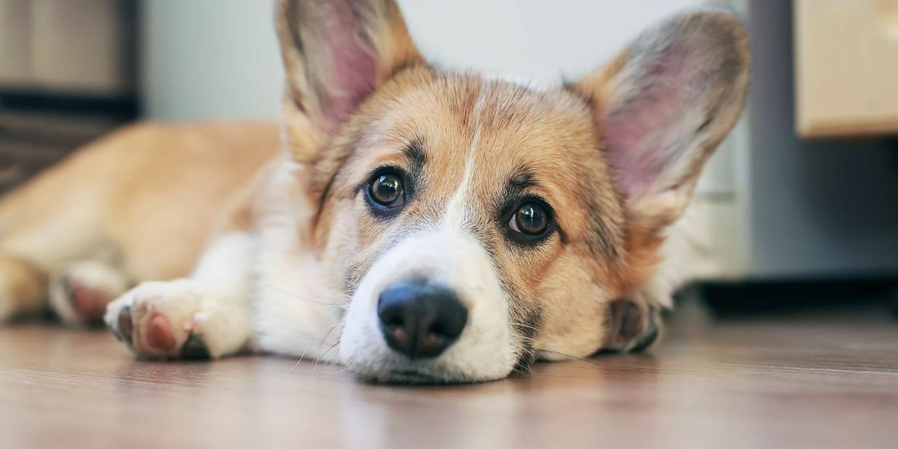 Hunde leiden noch mehr als Menschen unter der Hitze, da sie nicht schwitzen können.   Bild: nataba  / Adobe Stock