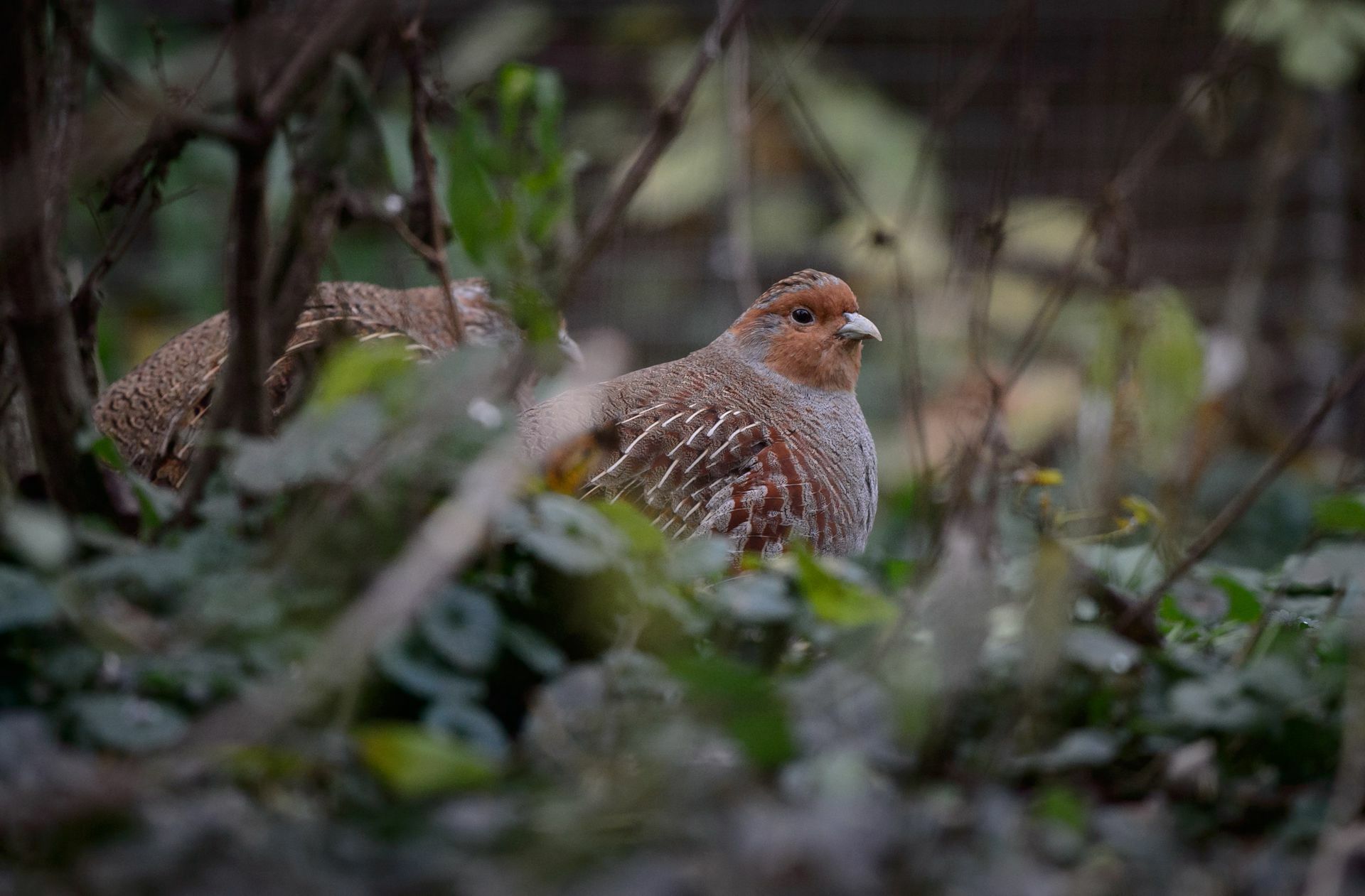 Dieses Rebhuhn lebt in der Wilhelma. Es gibt zwar noch wilde Rebhühner in Baden-Württemberg, aber nur noch wenige. Das Vogelschutzzentrum Mössingen setzt sich für ihren Erhalt ein.
