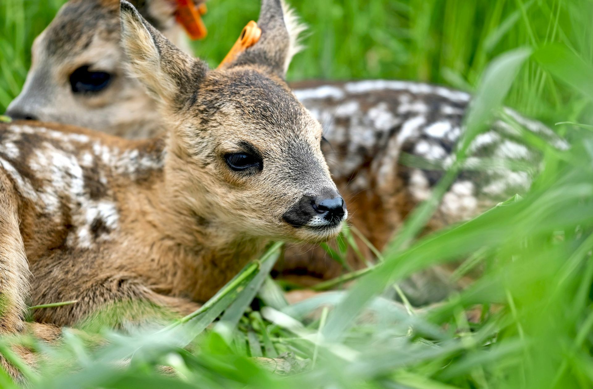 Die Wildforschungsstelle Aulendorf interessiert, wie  sich die  Kitze weiterentwickeln. An den Ohrmarken sind sie  zu identifizieren. Foto: Susanne Vollrath