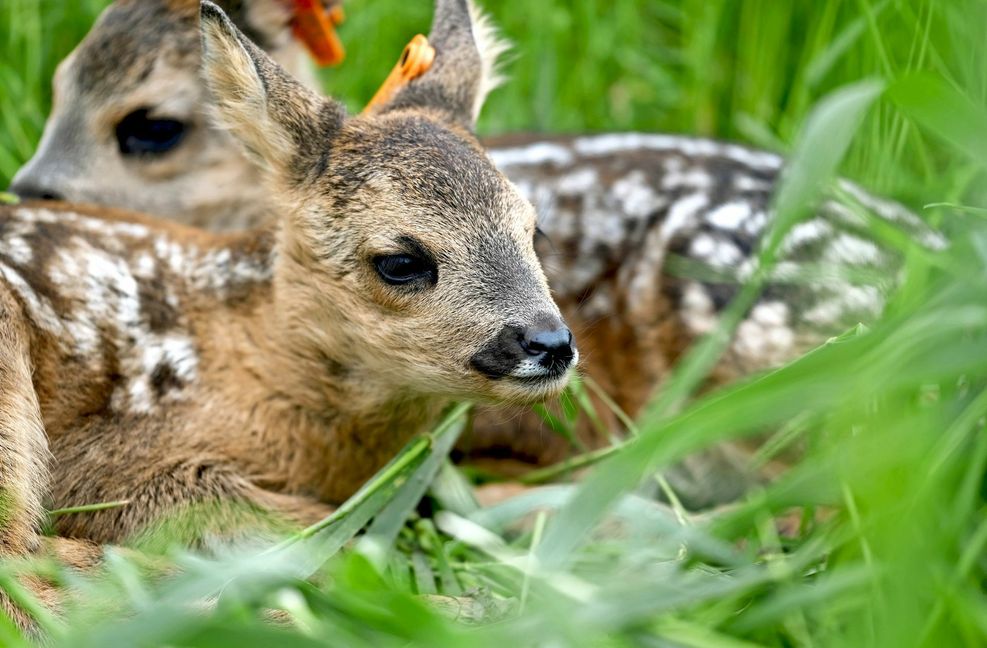 Die Wildforschungsstelle Aulendorf interessiert, wie  sich die  Kitze weiterentwickeln. An den Ohrmarken sind sie  zu identifizieren. Foto: Susanne Vollrath